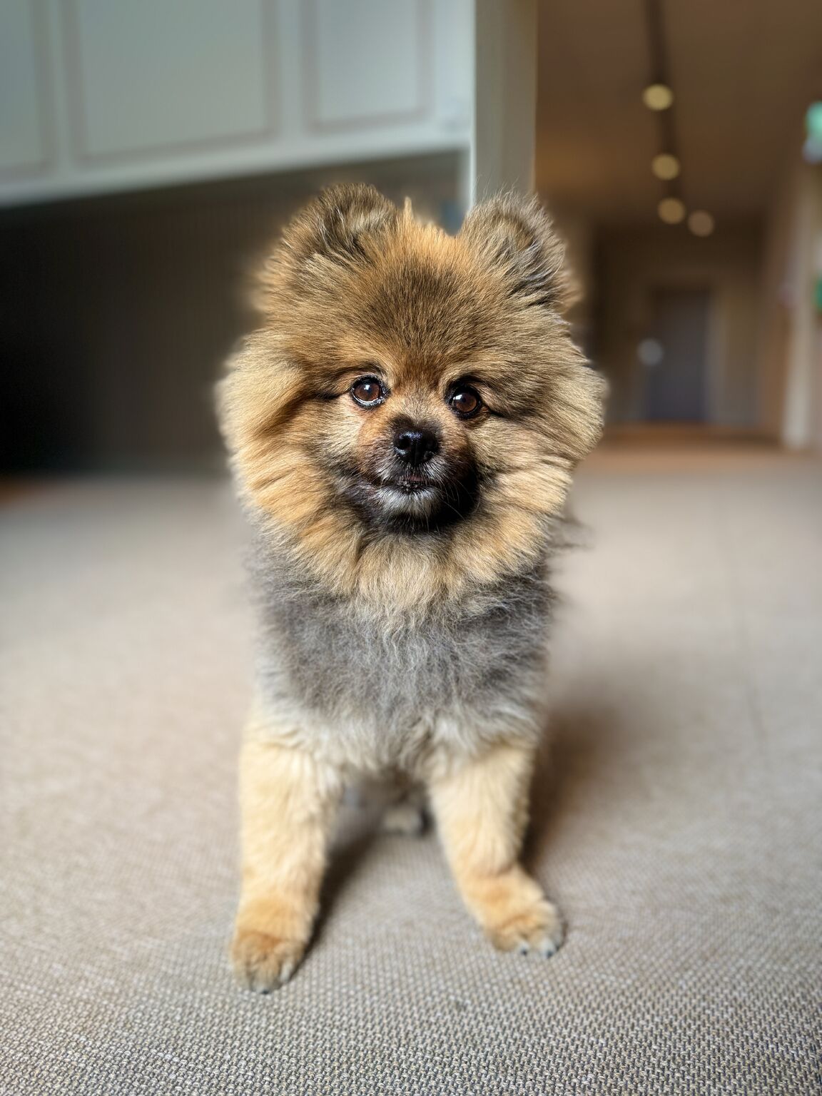 En bild på vår kontorshund Oliver.